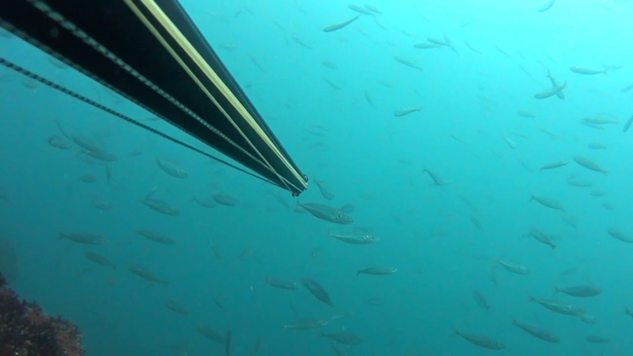 Trachurus  Le Chinchard Mediterranee Fish