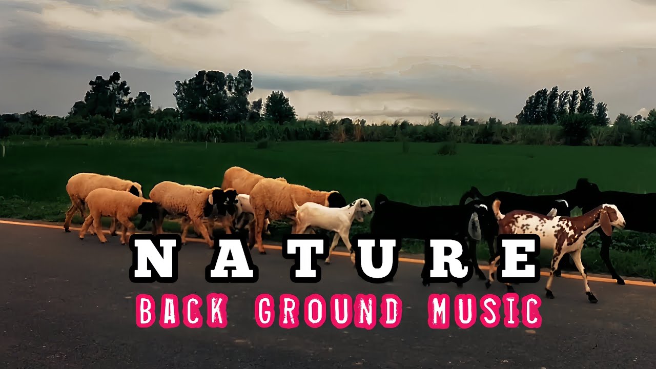 Nature Back Ground Music 🎵
