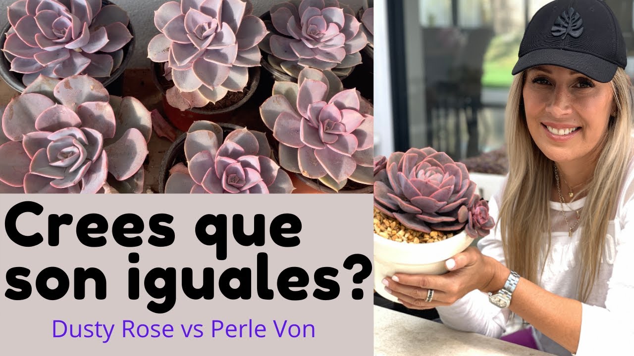 👩🏼‍🌾 Diferencia entre Dusty Rose y Perle Von Nurnberg /Cuidados Dusty