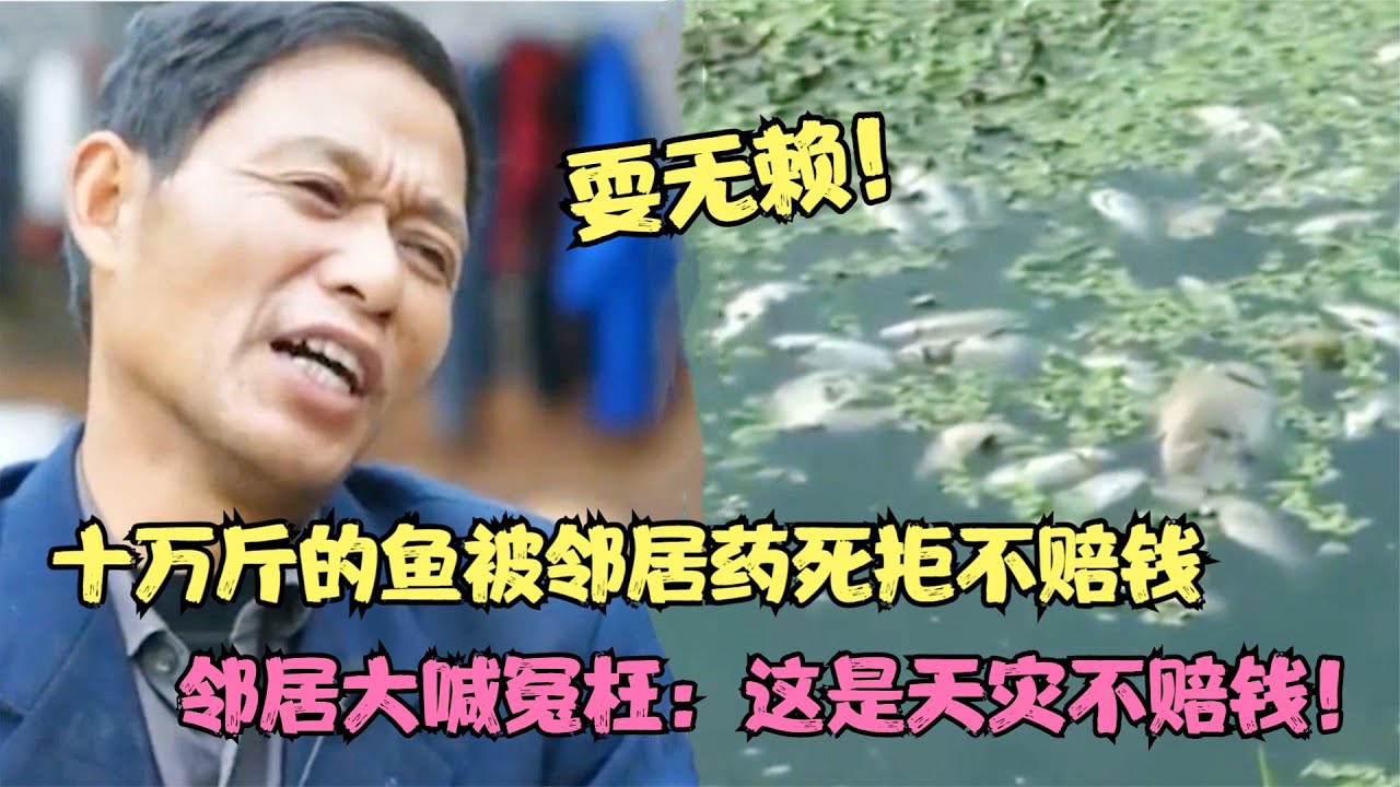 鱼塘被撒满化肥，一万斤鱼全部死亡，鱼塘主将其告上法庭！【多米侃剧】