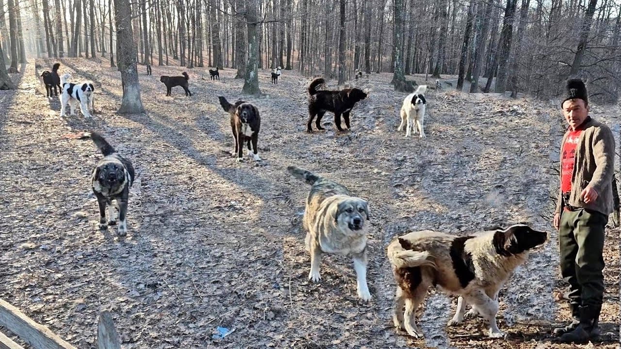 PESTE 20 DE CAINI CIOBANESTI CU CARE CIOBANUL MARIN SE MANDRESTE SI CARE TIN URSUL DEPARTE DE OI.