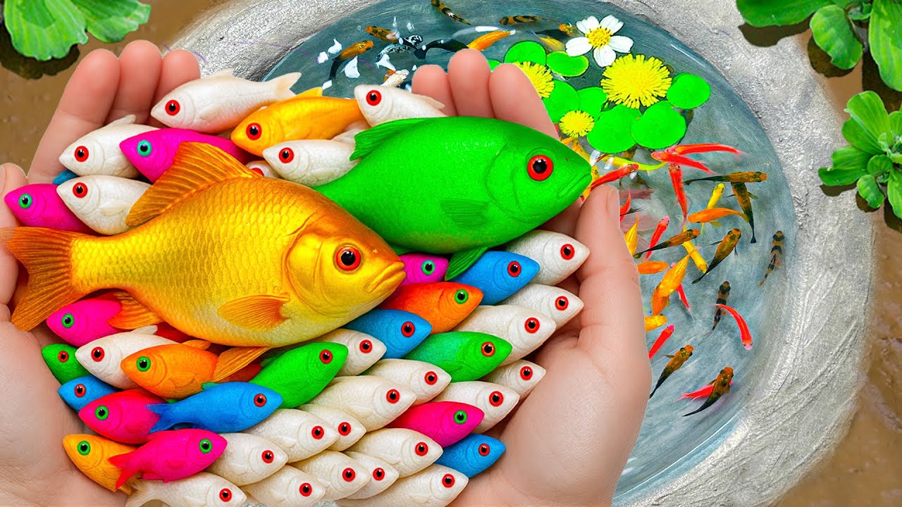 Catch Beautiful Ornamental Fish in Mini Lake, Baby Turtles, Pencil Fish, Betta Fish and Lot of Fish