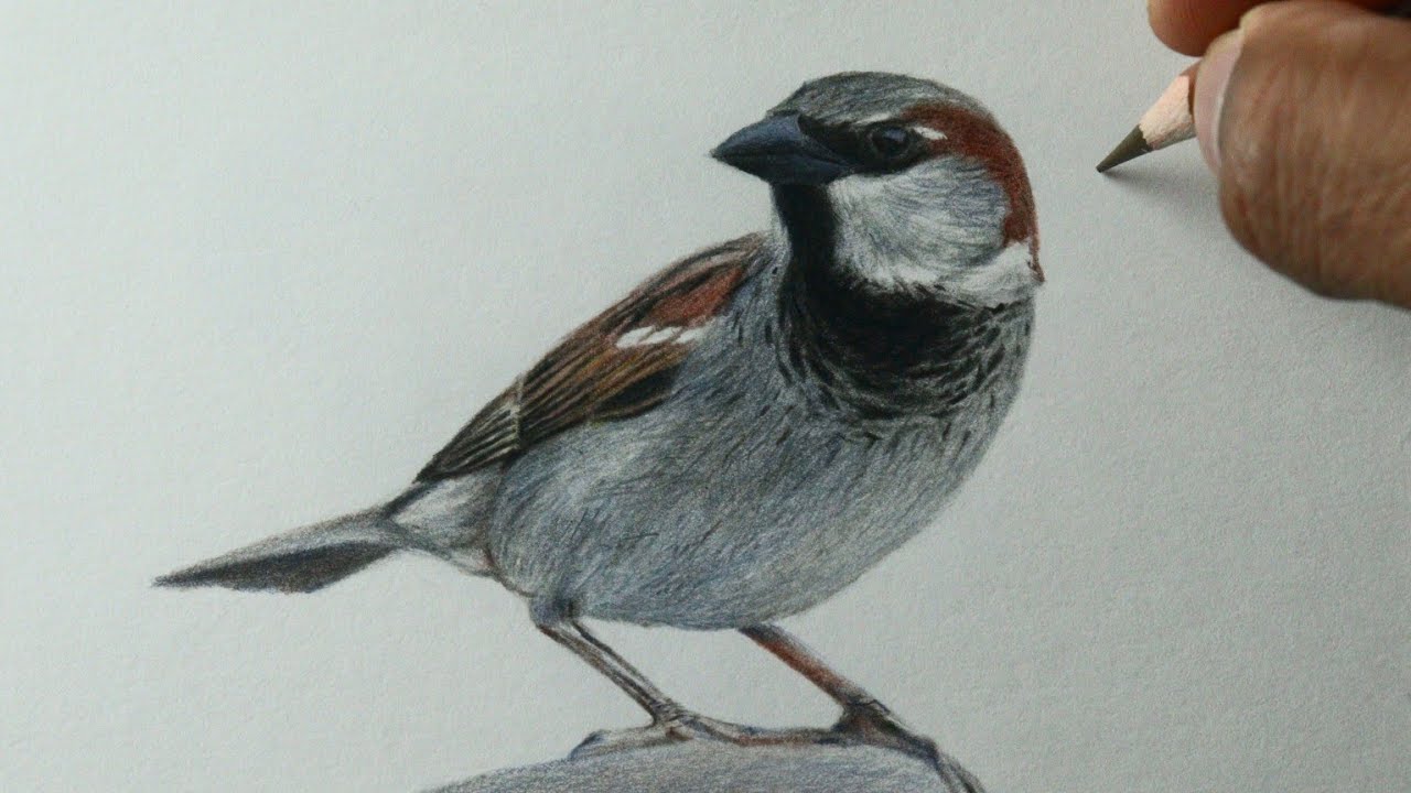 Como desenhar um pássaro: Pardal PASSO A PASSO narrado