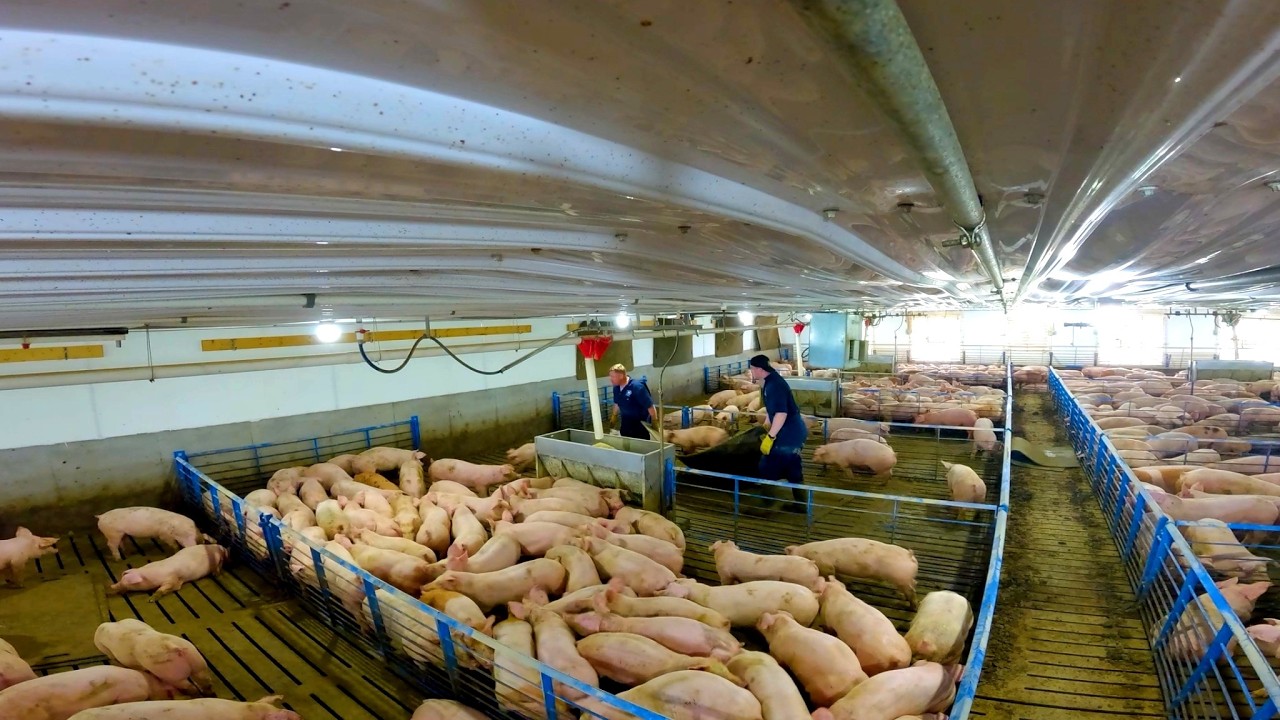 Washing Pig Barns & Moving Feeding Mats for Growing Pigs