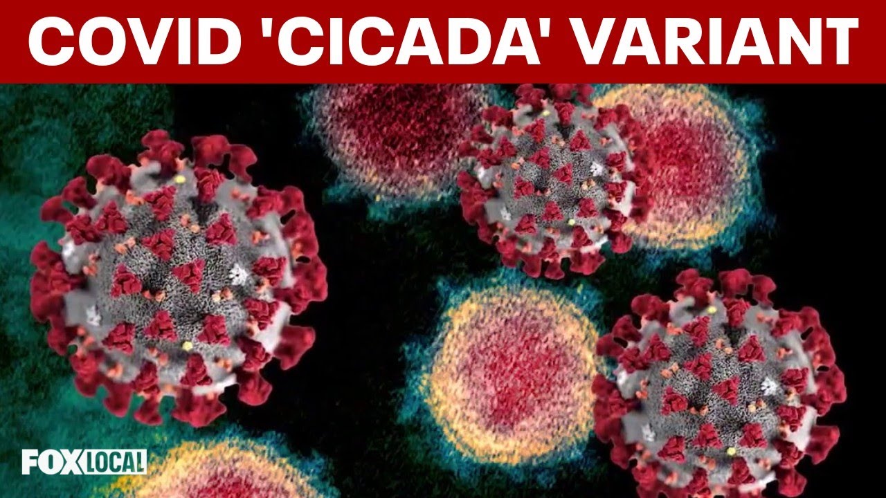 Новый вариант COVID-19 &mdash; &laquo;Цицида&raquo;: что говорят врачи о симптомах, распространении и рисках.