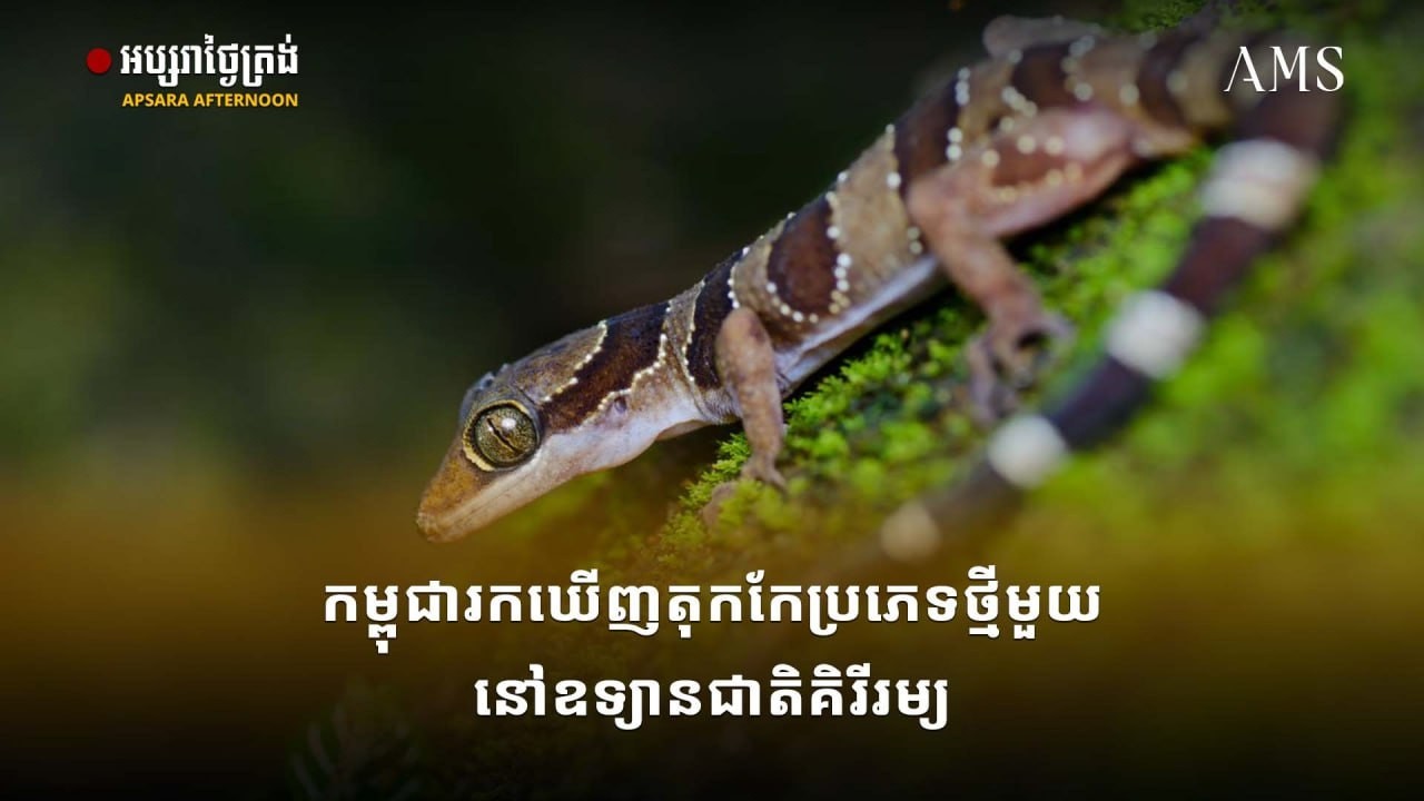 កម្ពុជារកឃើញតុកកែប្រភេទថ្មីមួយនៅឧទ្យានជាតិគិរីរម្យ