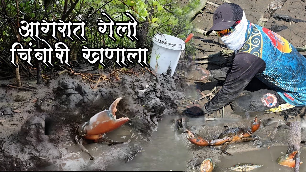 खननीला भेटले मोठे मोठे चिंबोरे | Mangroves Mud Crab Catching | खणनीच्या भरलेल्या चिंबोऱ्या, Crabbing