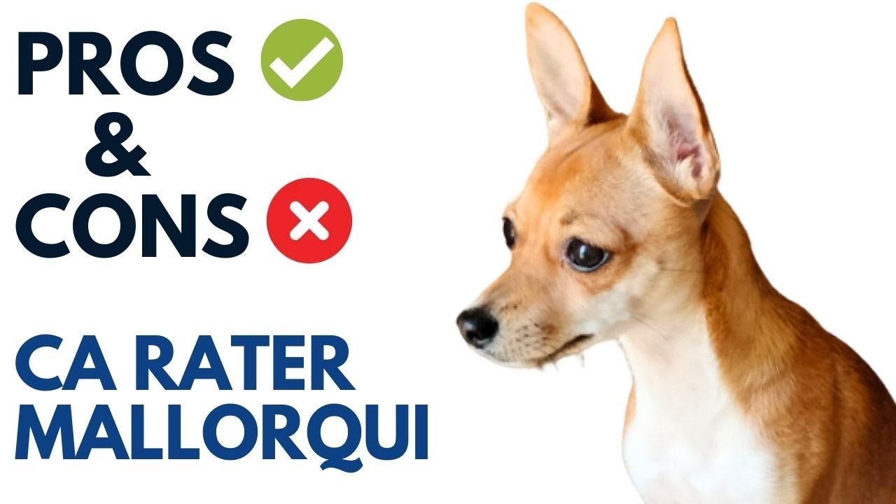 Ca Rater Mallorqui  Pros and Cons | Ratonero mallorquín Advantages and Disadvantages