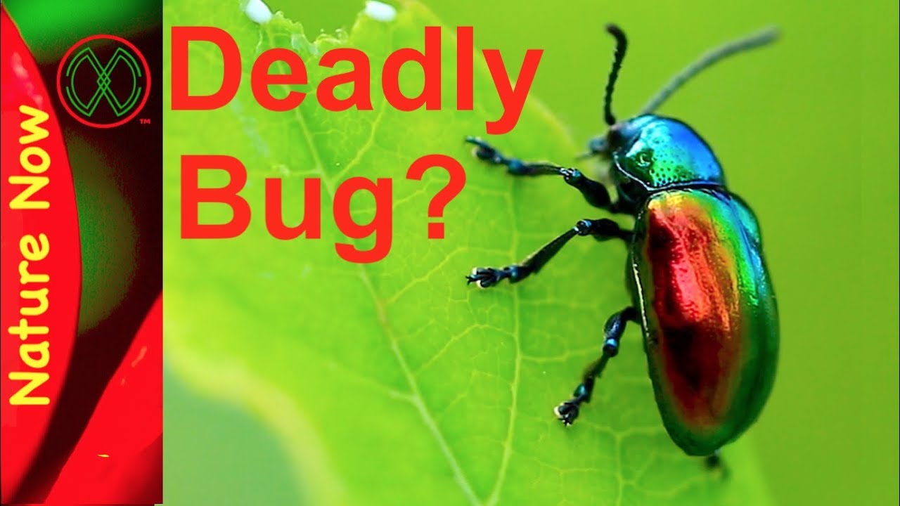 Dogbane Leaf Beetle can Stop Your Heart!