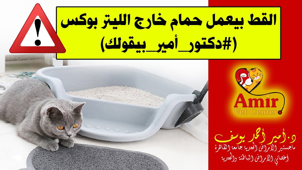 ليه القطط بتعمل حمام خارج الليتر بوكس ؟؟ وايه الحل ؟؟