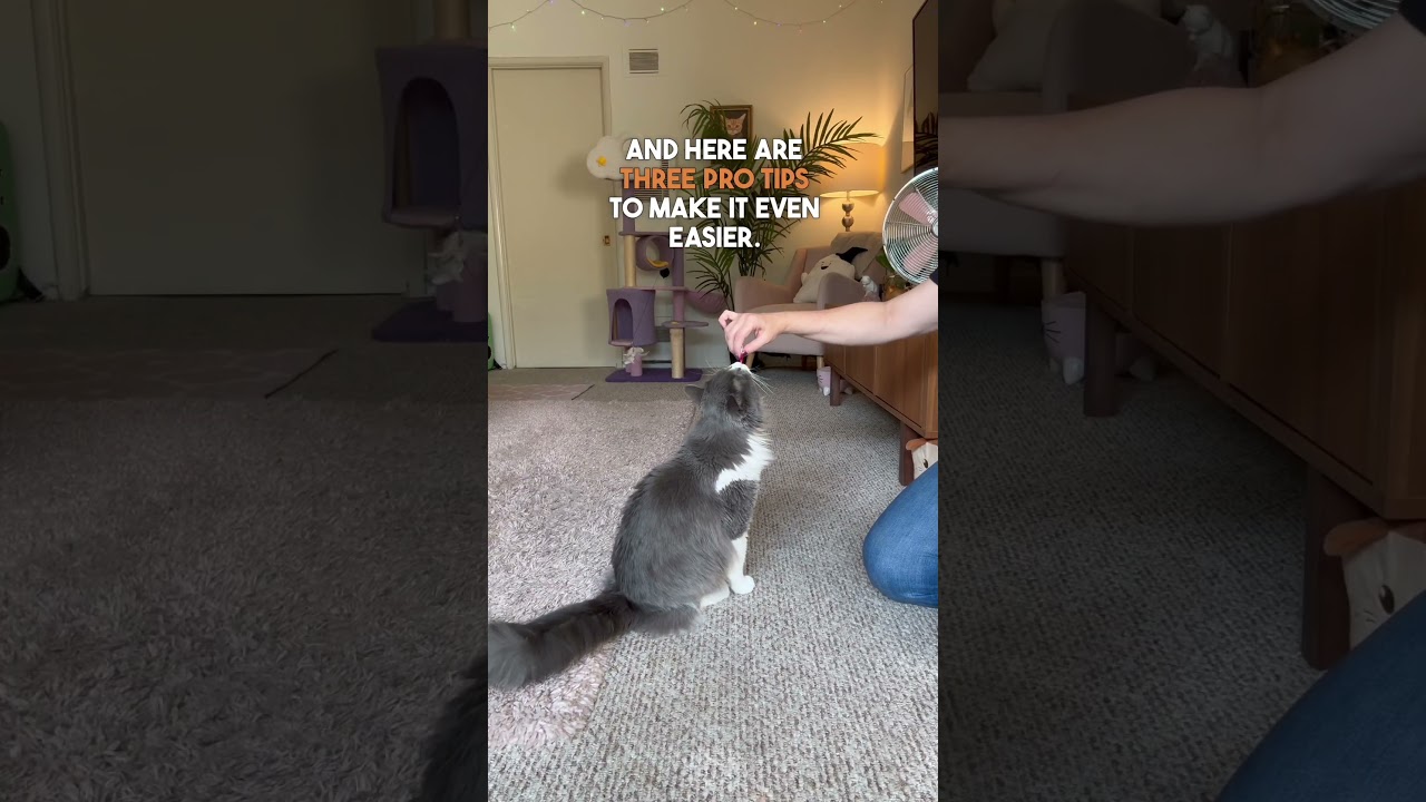 #HowTo Train Your #Cat ✨ sit ✨