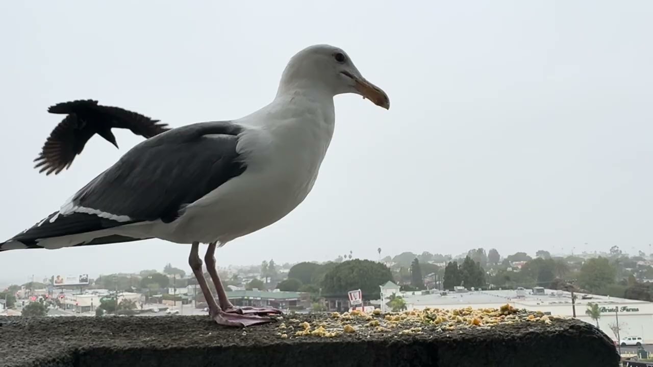 Scrambled eggs for seagulls and crows (crows @ 3:55) 