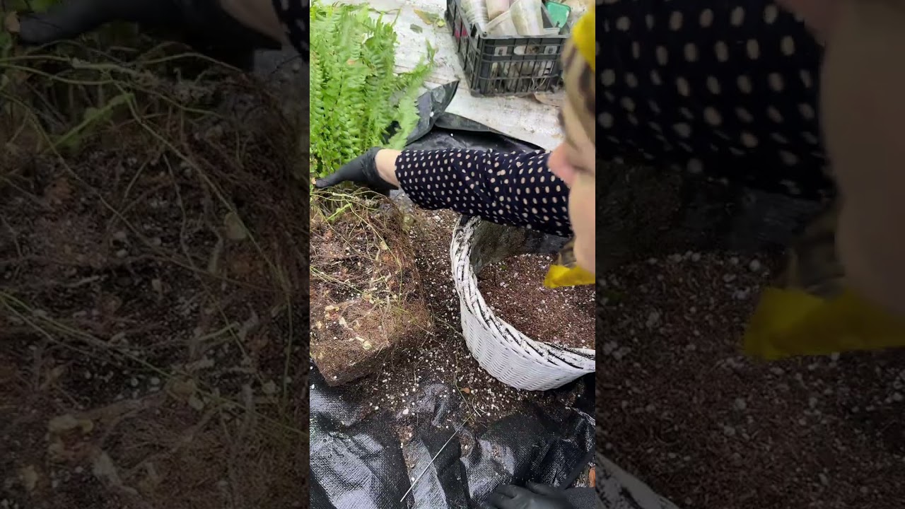 Посадка папоротника огромного 