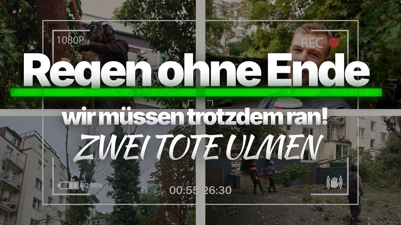 Ulmen-Fällung im Ausnahmezustand: Regen, Wind & 100 % Teamgeist