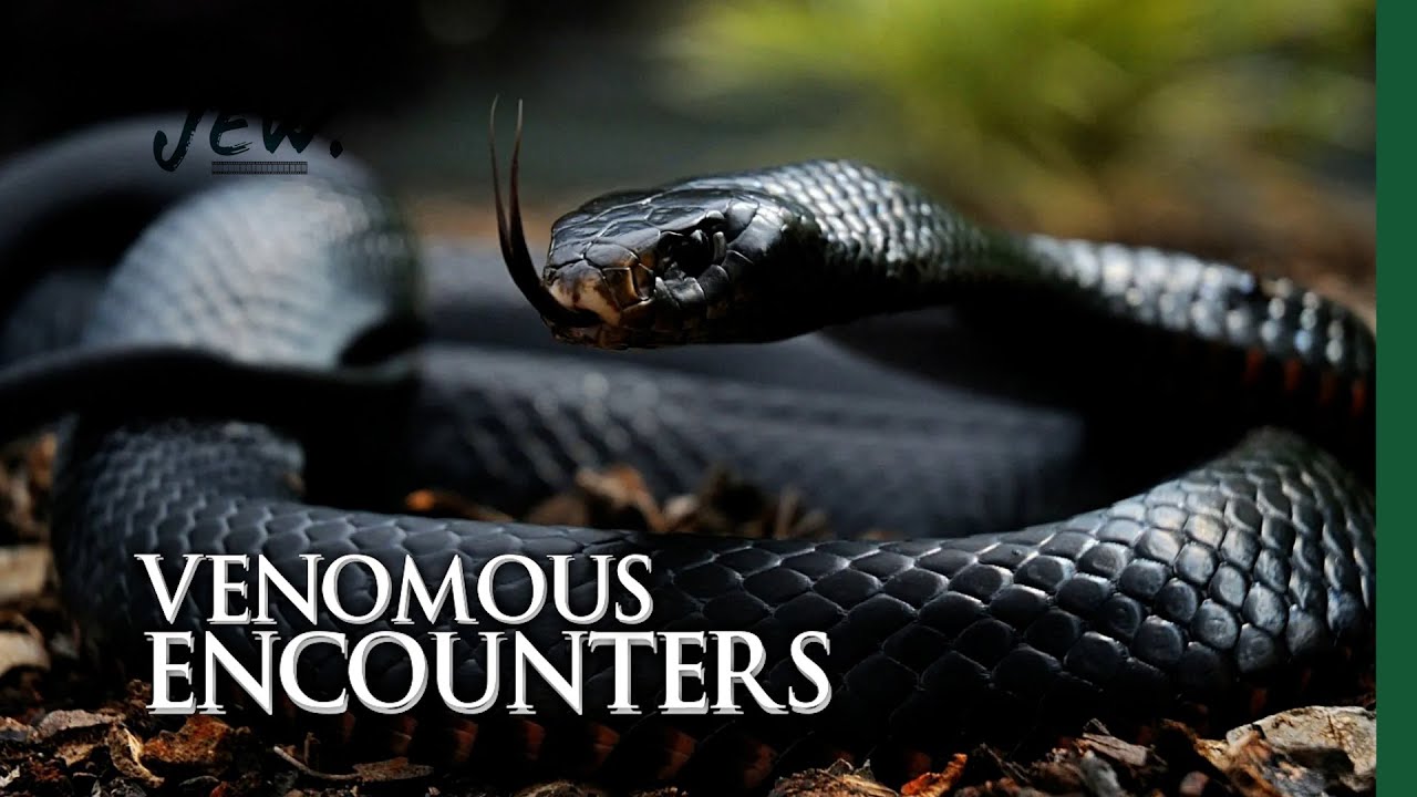 Inside the Mysteries of the Snake Farm in Kenya |🇰🇪 vA Jeff Wemali