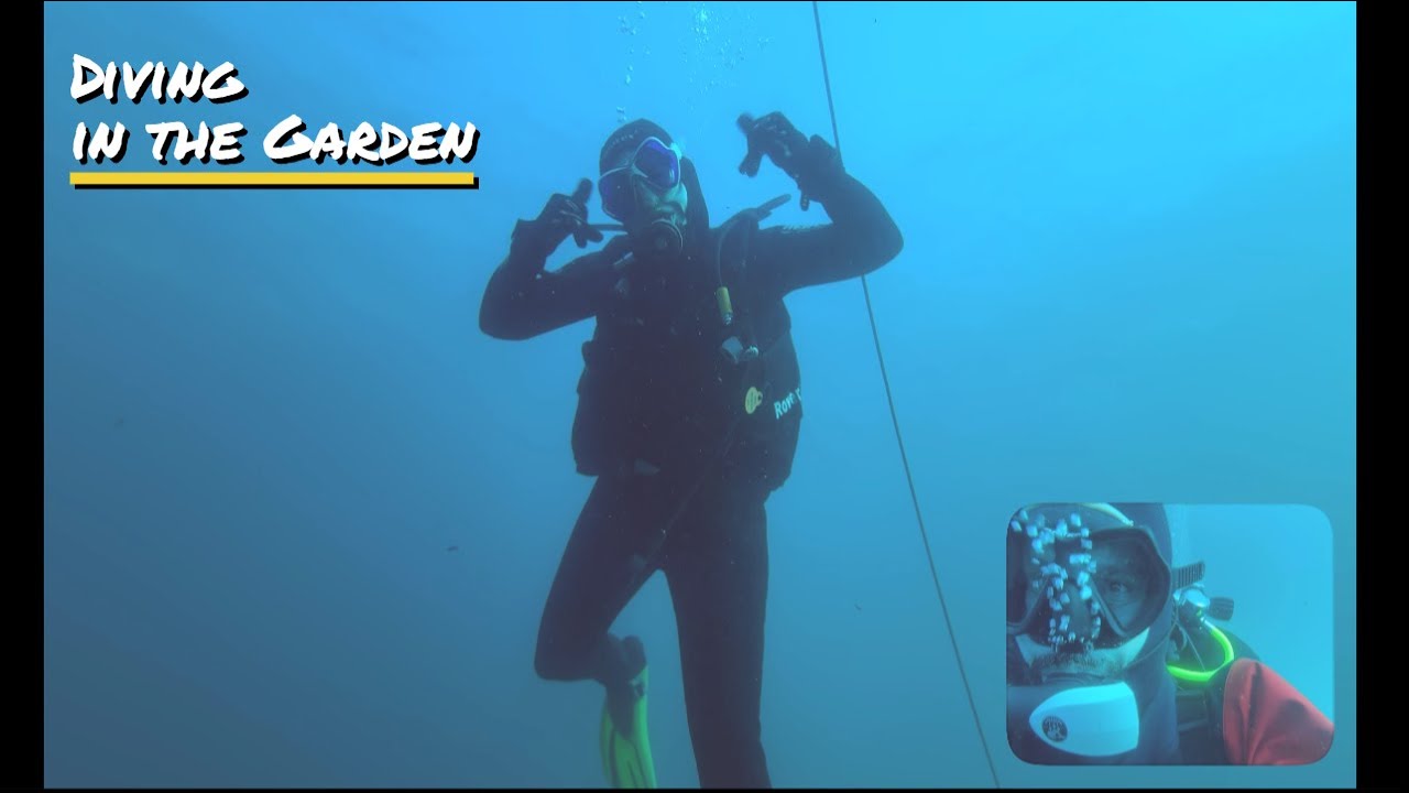 Mergulho no Jardim das Gorgonias - Diving in the Garden