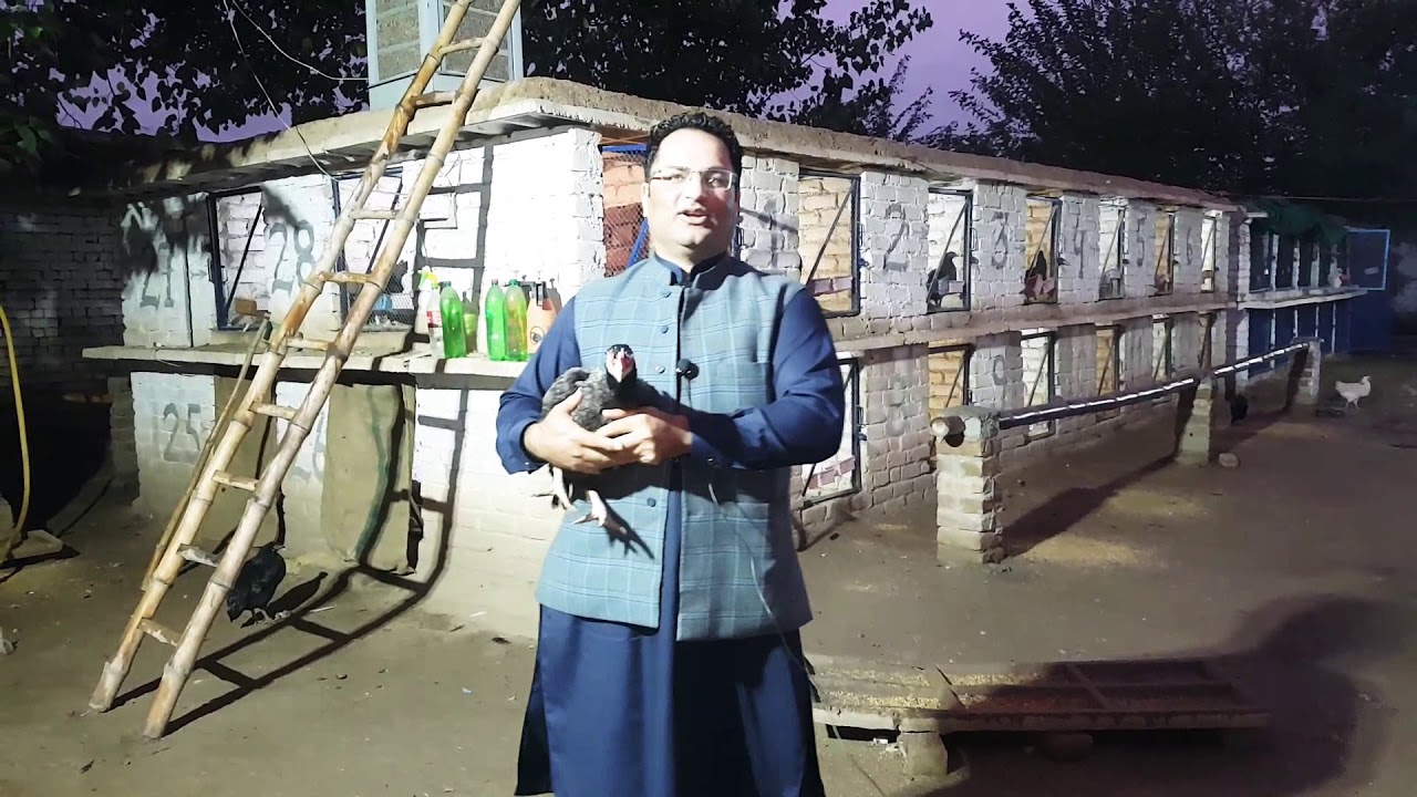 Aseel Chicks Care From Day 01 To 100 Days Full Informative Video About Feed, Care & Vaccine By P.K