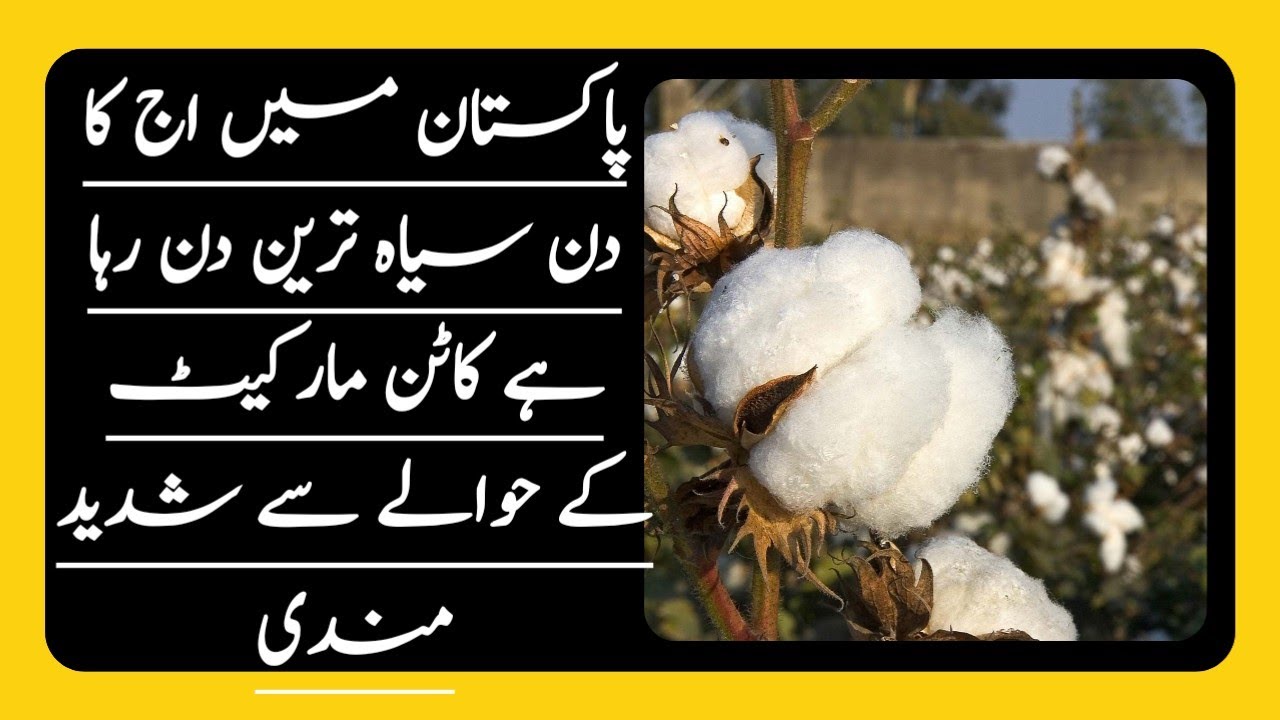 2nd Black Day  Local Cotton Market in Pakistan # 07092023