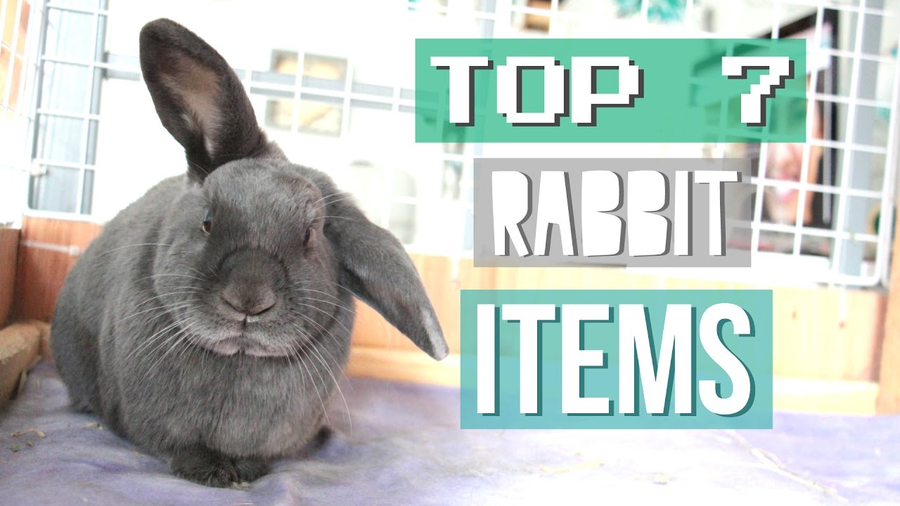 Top 7 Rabbit Items