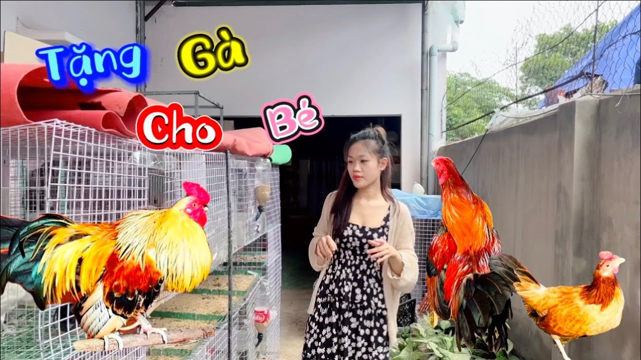 Tặng Gà Cho Trẻ Nhỏ Đến Trại-Gà Lông Chọi Chuối Khét Dẹp Loạn Chuột Rừng-Làm Avi Mới Cho Gà Tre Thái