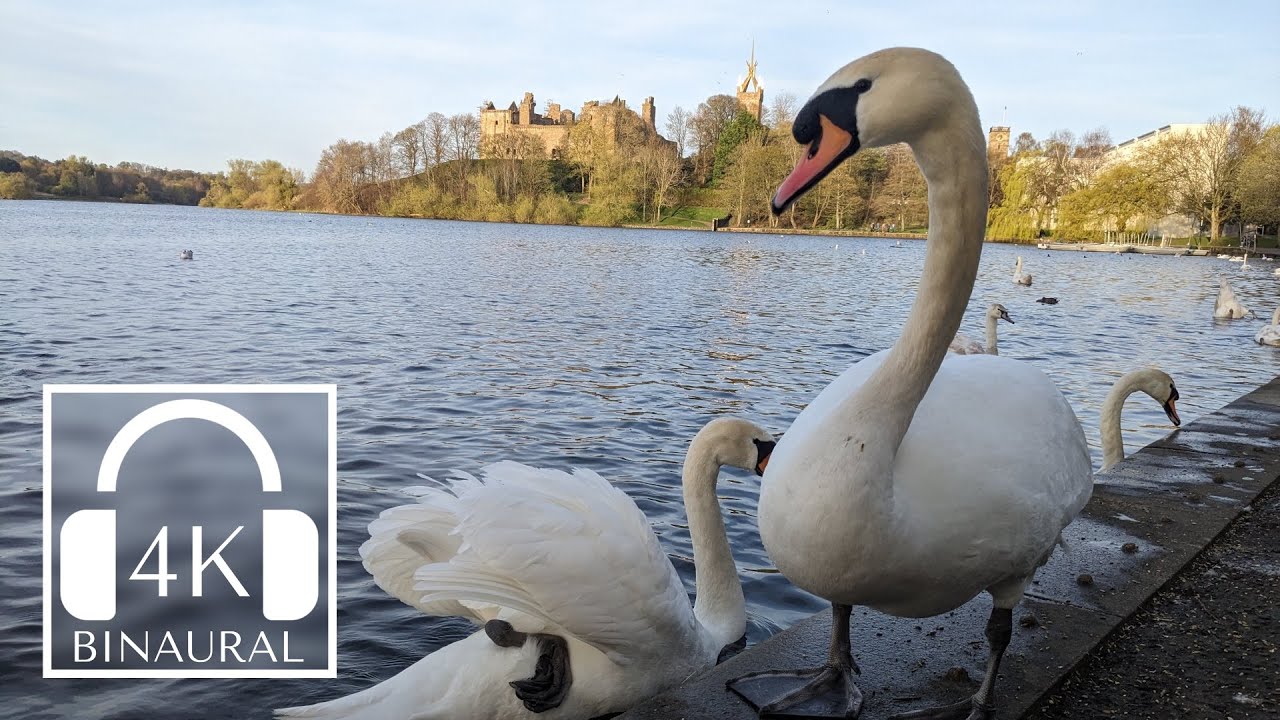 Historic Scottish Town Walk at Golden Hour 🦢 Discovering Linlithgow 🚣‍♂️ 4K