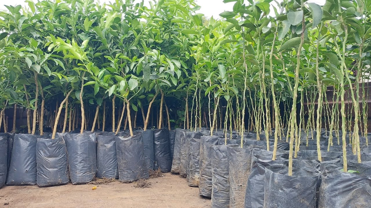Episode 41 :-🍊🌳 Alemow Rootstock Microbudding Orange🍊 New Plantation #citrusfarming 