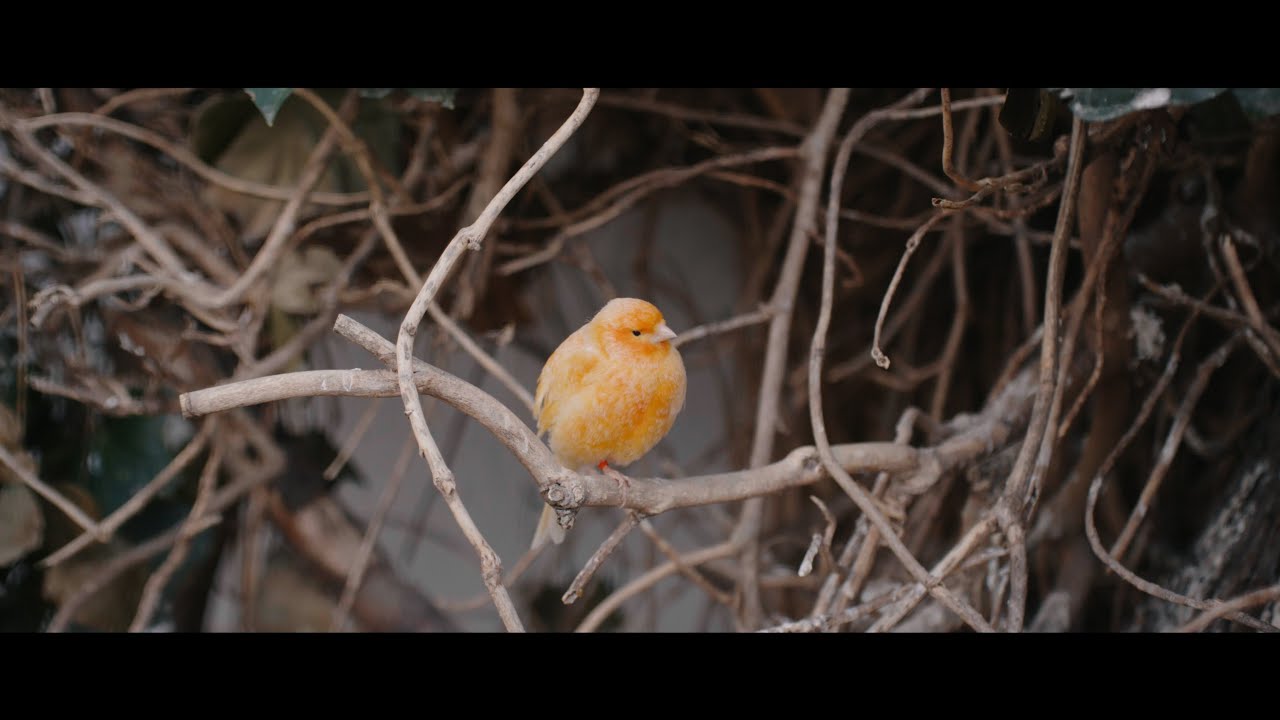 7Artisans 60mm f/2,8 MK II Macro - Panasonic S5M2X / S1H / S5MKII