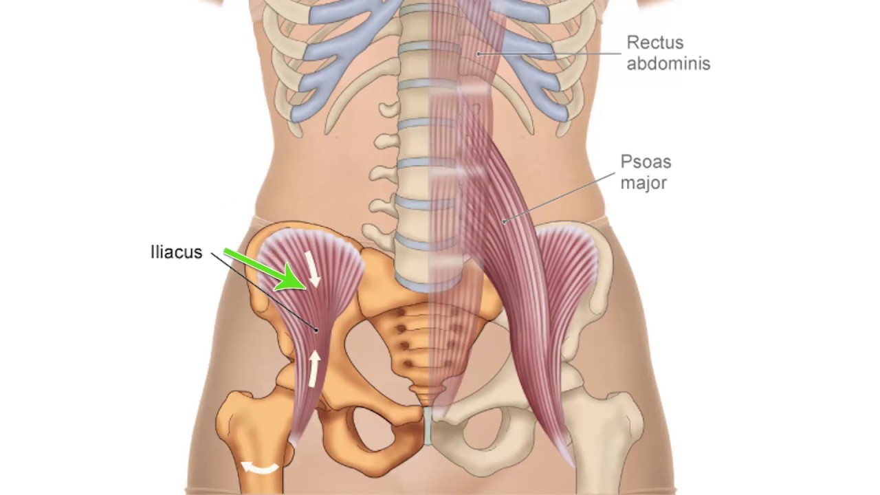 Muscle Action Series - Iliacus