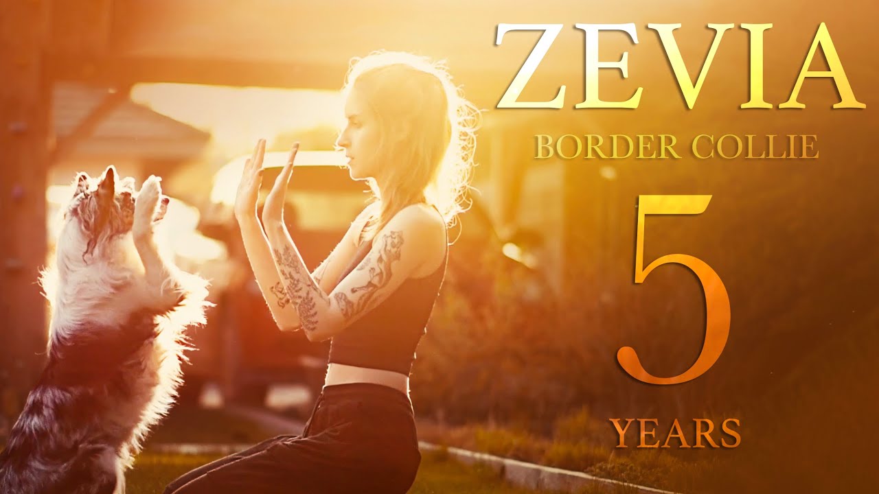 ZEVIA ♥ border collie [5 years] TRICKS | FRISBEE | FUN