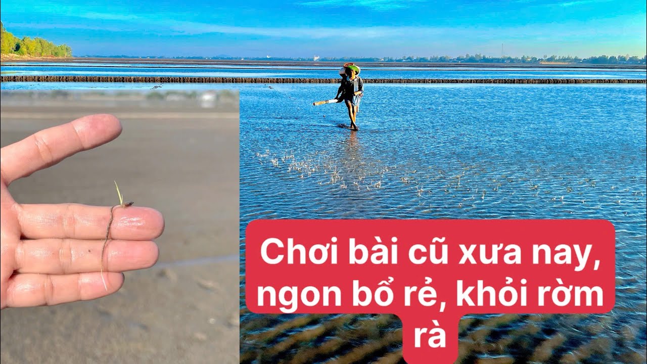 Đài Thơm8, Xuống Giống và Diệt Mầm Đông Xuân 2025-2026, thắt lưng buộc bụng là quyết sách.