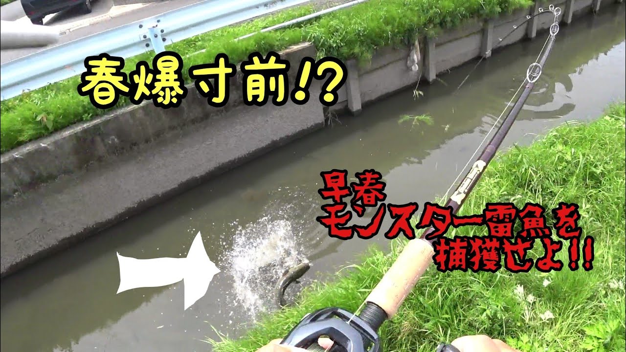 春爆間近!? 早春の雷魚釣り徹底攻略!! モンスターライギョ2連発!!snake head fishing  in Japan