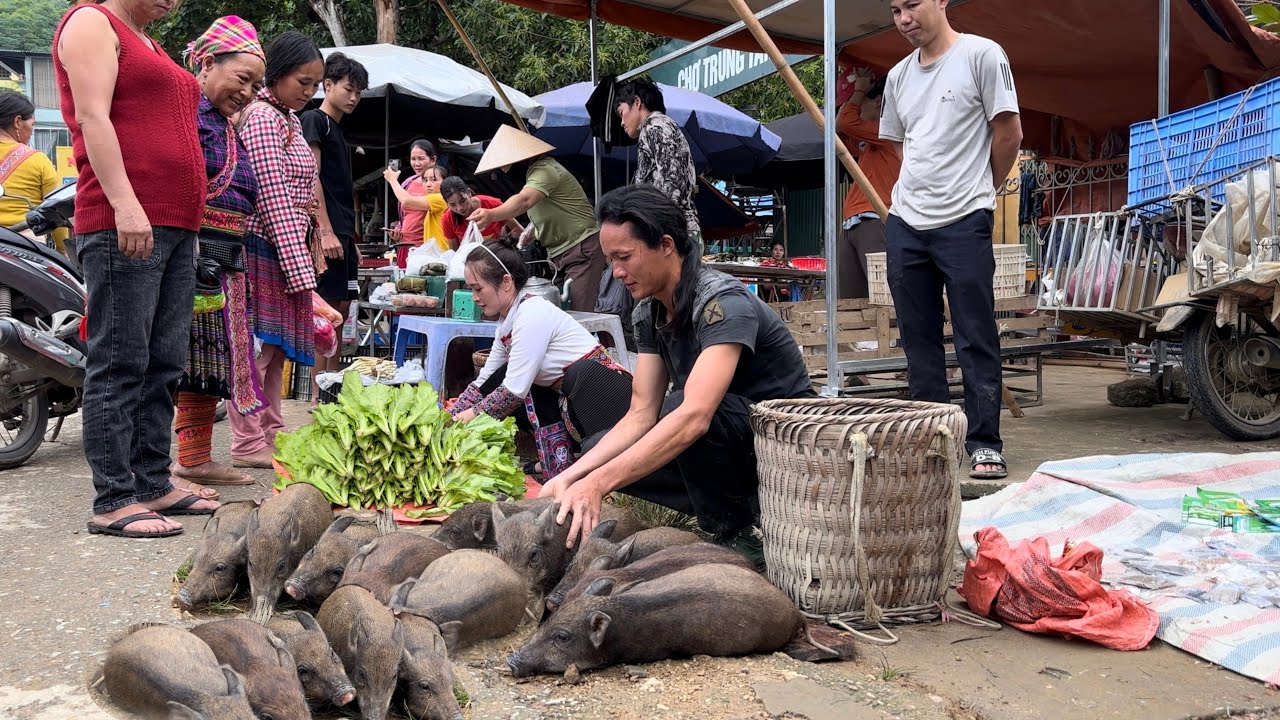 Go To The Market And Sell All The Pigs In A Few Minutes, Vàng Hoa