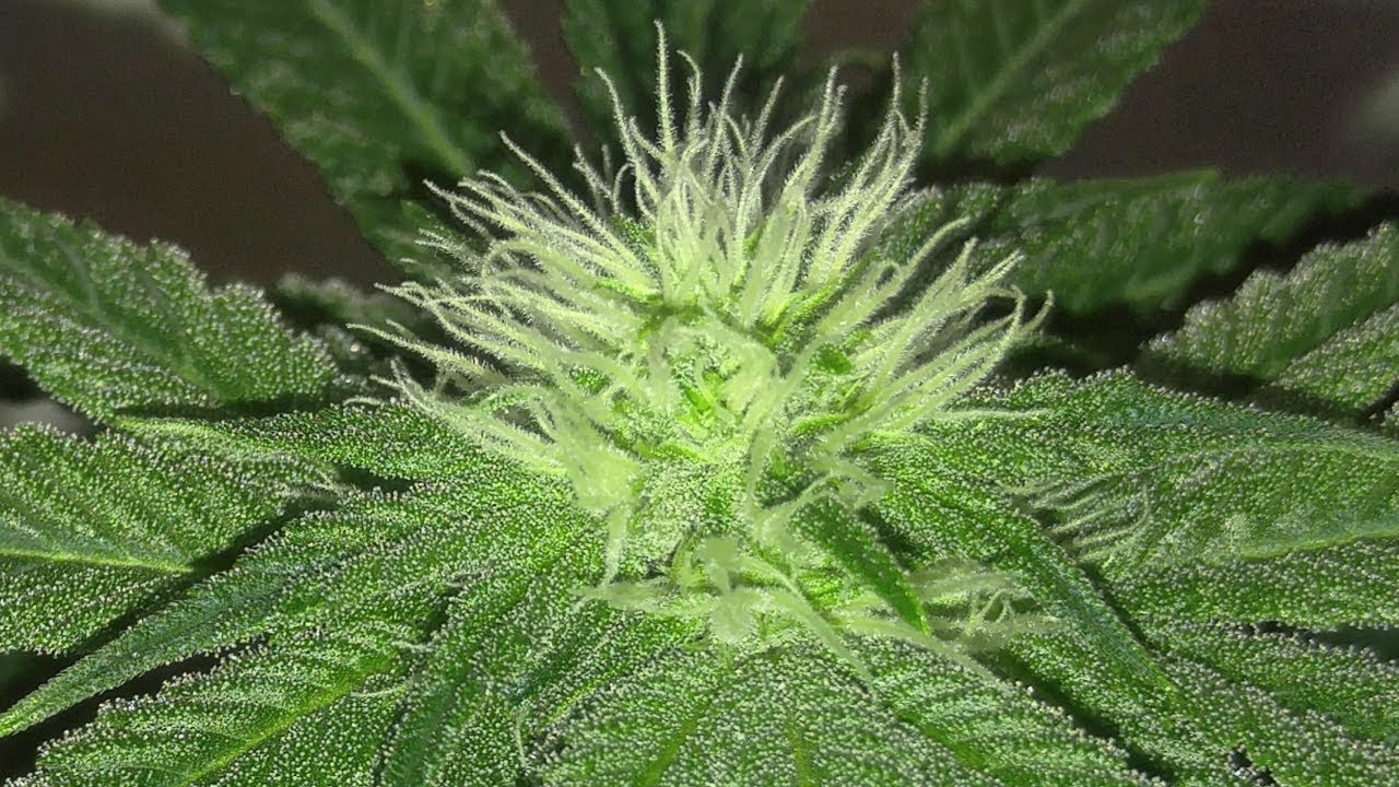 Chocolate Mint OG week 3 of flower update!