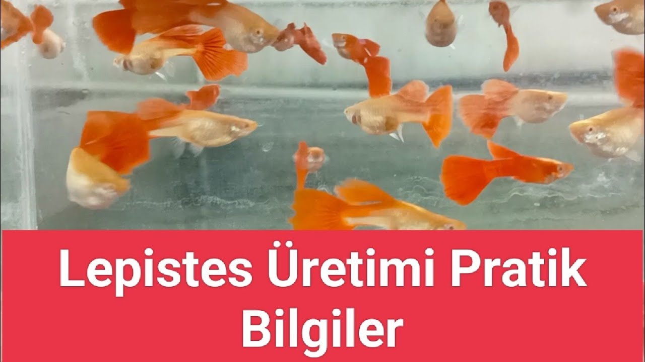 Lepistes Üretimi Pratik Yöntemler