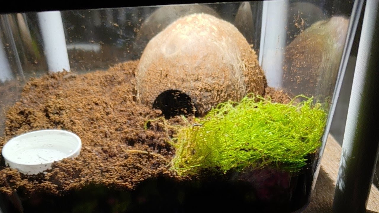 Noční pohled do údolí sklípkana Kadeřavého 🕷️🌲🌳🌳