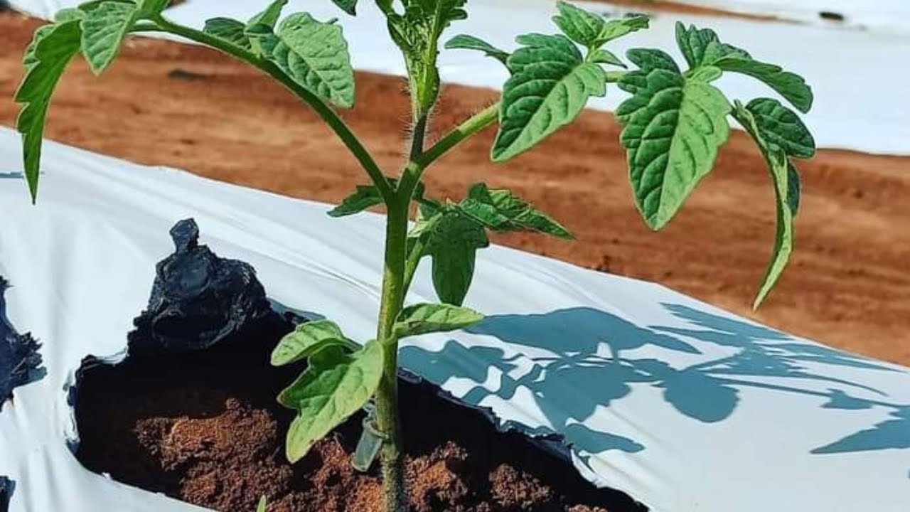 como planta tomate enxertado