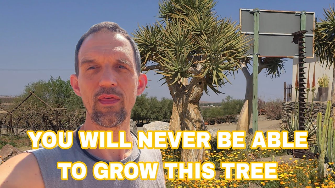 Quiver Tree in Natural Habitat