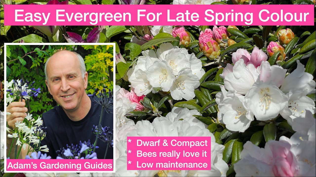 EASY EVERGREEN FOR LATE SPRING COLOUR – Rhododendron yakushimanum – Dwarf, Easy Care,  Bees love it!