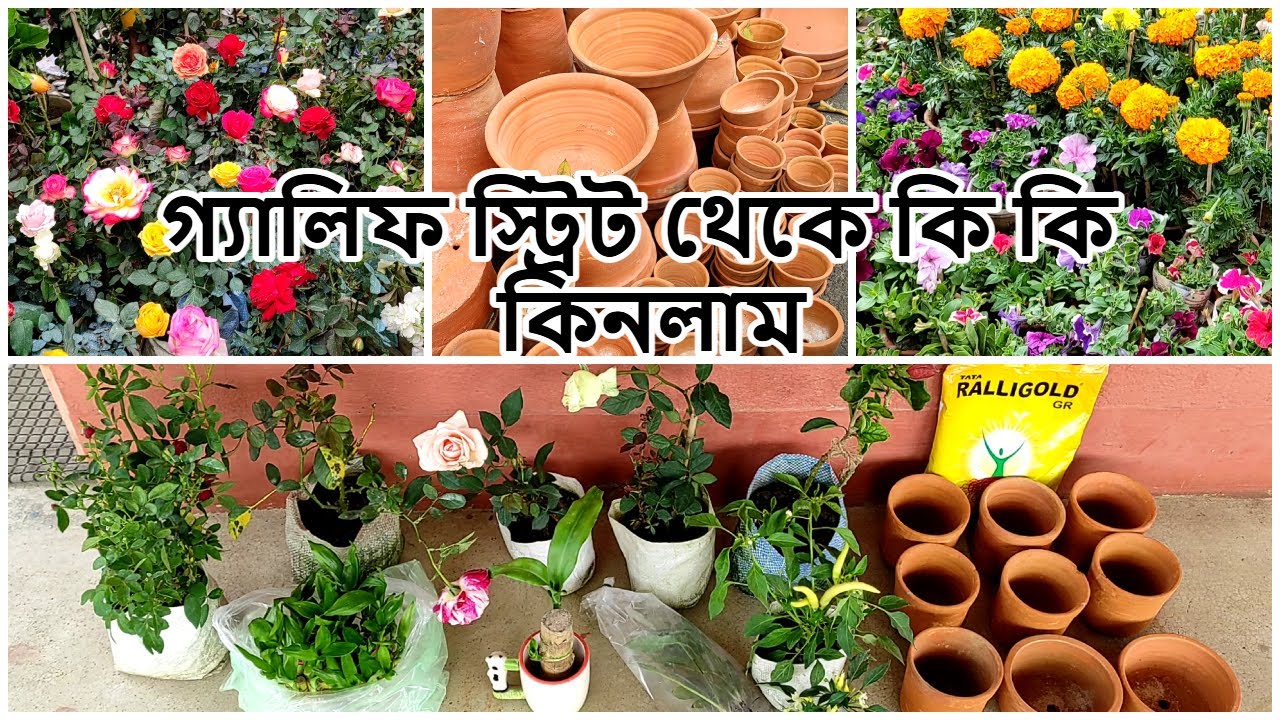 Galiff Street Plant Market 4th January 2026 | Plants Shopping | Biggest Plant Market #galiffstreet