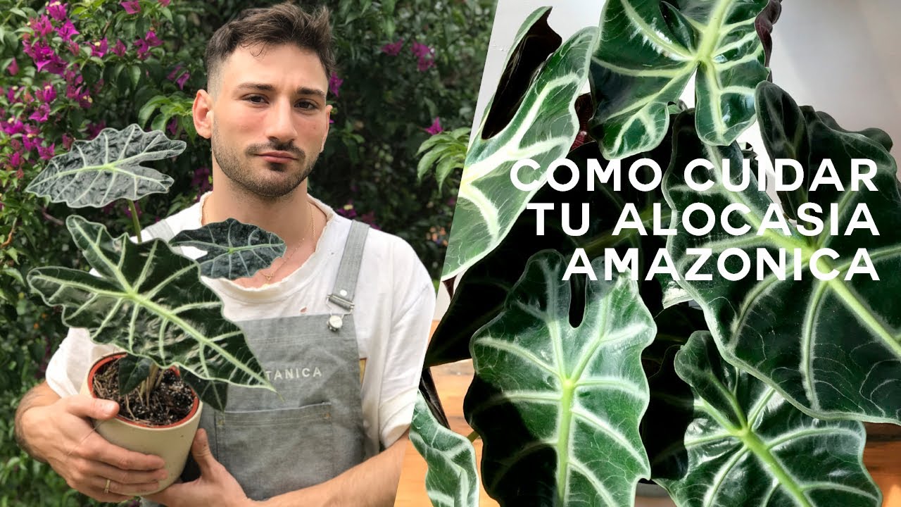 Alocasia Amazonica (Polly) Cuidados y consejos