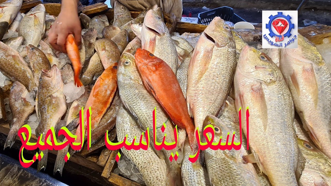 @ يوم الجمعة وأسماك أعالى البحار وتشكيلة متنوعة من سمك البحر الأحمر.