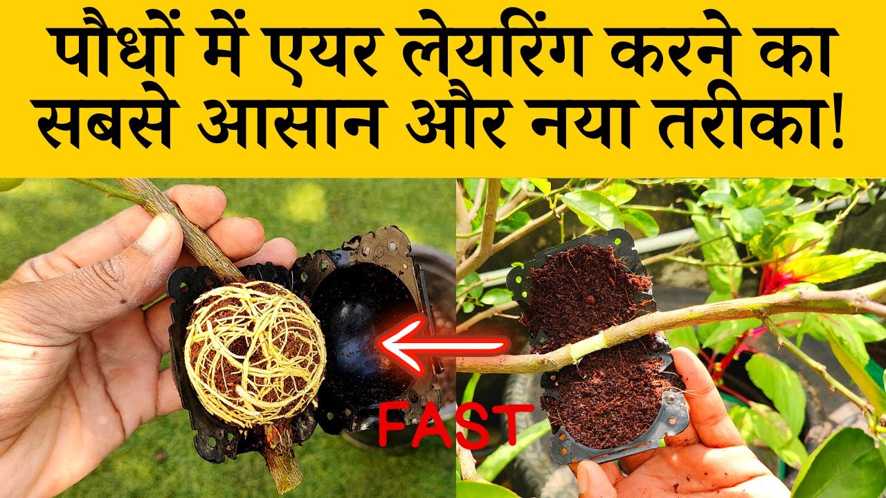 पौधों में एयर लेयरिंग करने का सबसे आसान और नया तरीका Air Layering Method Step By Step Video Tutorial