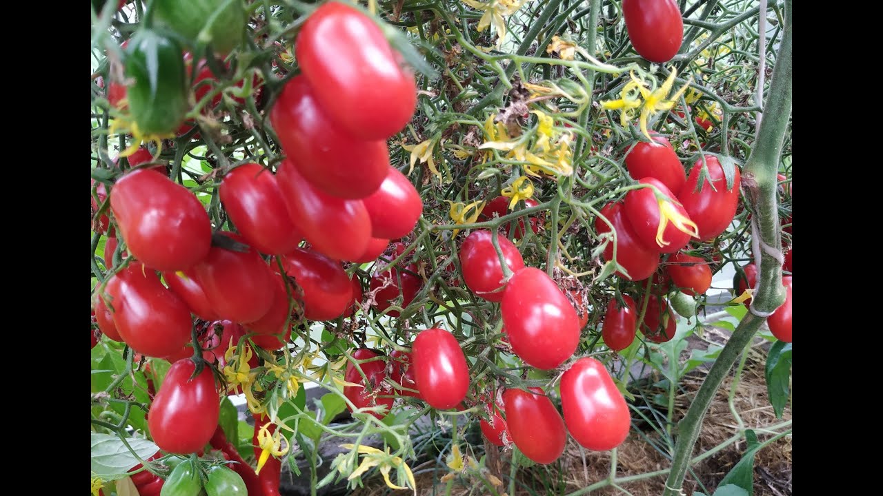 40 odmian moich pomidorów 😁 MEGAGRONIASTE , białe , zielone, czarne i oczywiście czerwone 🍅🍅🍅