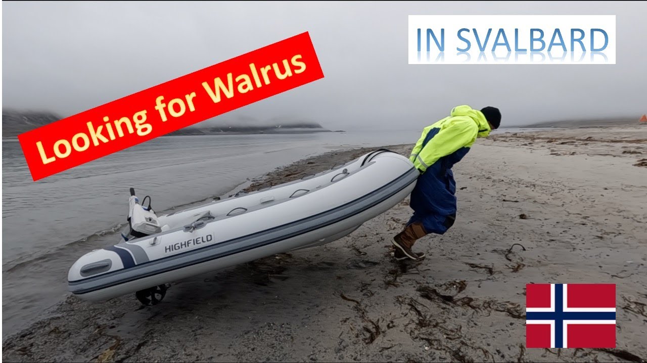 Massive walruses in legendary 'Blubber Town' | Bushpoint Sailing Svalbard | Ep 48