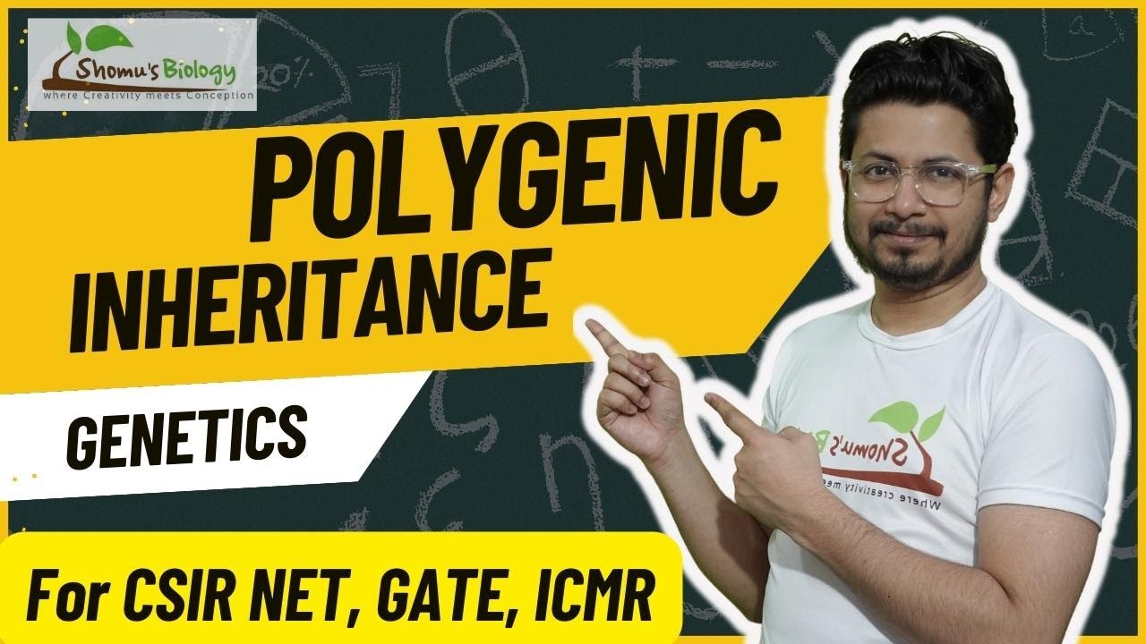 Polygenic inheritance CSIR NET | polygenic inheritance vs multiple alleles