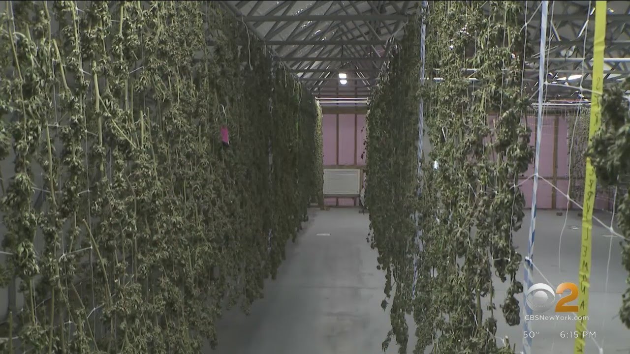 A first look inside some of New York's new marijuana farms