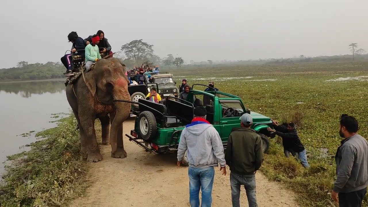 Kaziranga National Parks|| Jeep safari|| elephant safari|| elephant pulling jeep