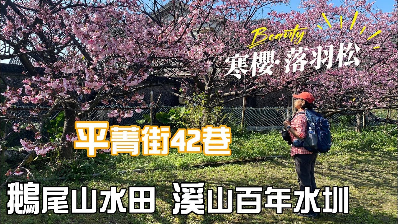 2024陽明山平菁街櫻花即時花況，賞櫻花，觀落羽松，看鵝尾山水田及溪山百年水圳，走路去看最IN。