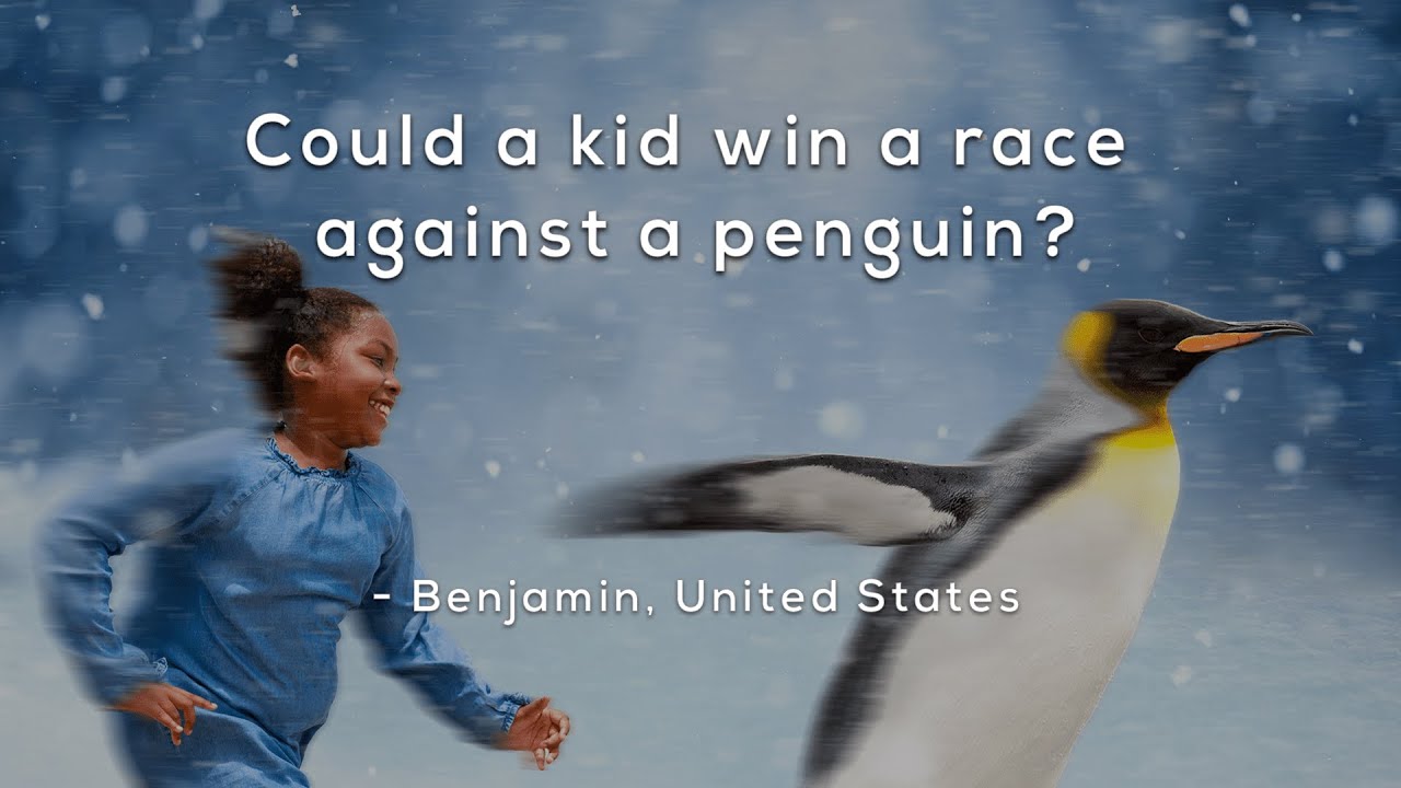 Could a kid win a race against a penguin?