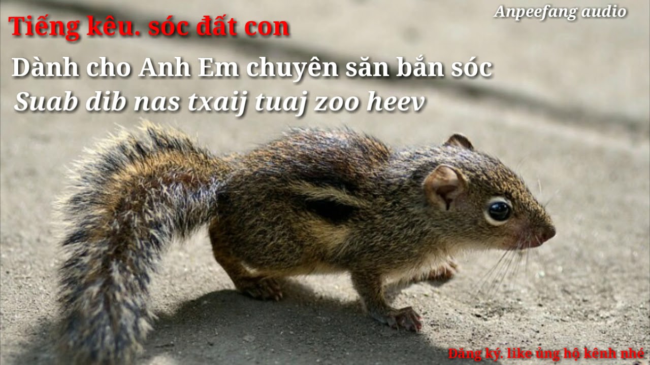 Bunyi tupai tanah berbunyi betul. Sóc đất kêu chuẩn. Menyuam nas txaij quaj dib tuaj zoo heev
